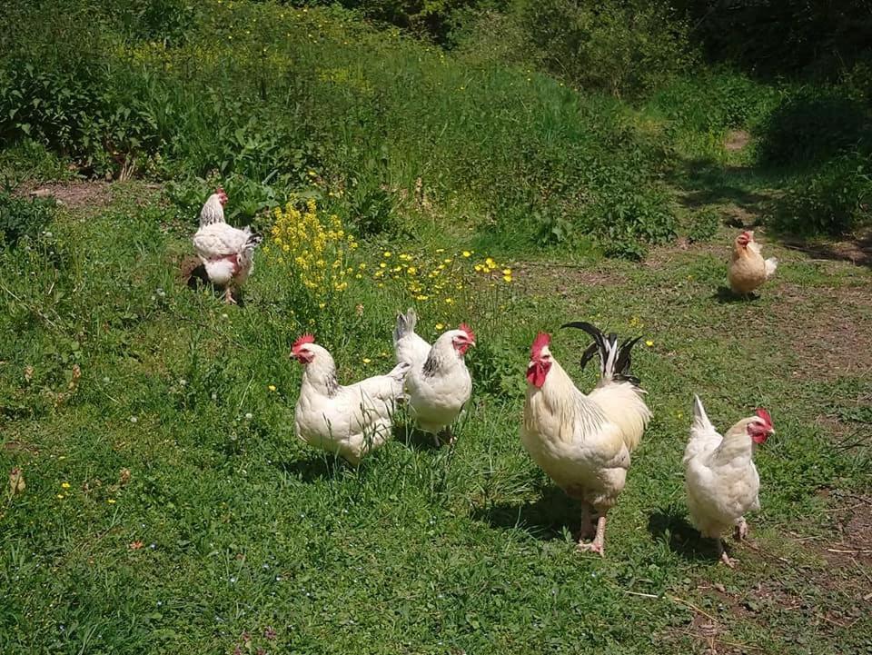 Clan Boucheron Louroux-Bourbonnais Esterno foto