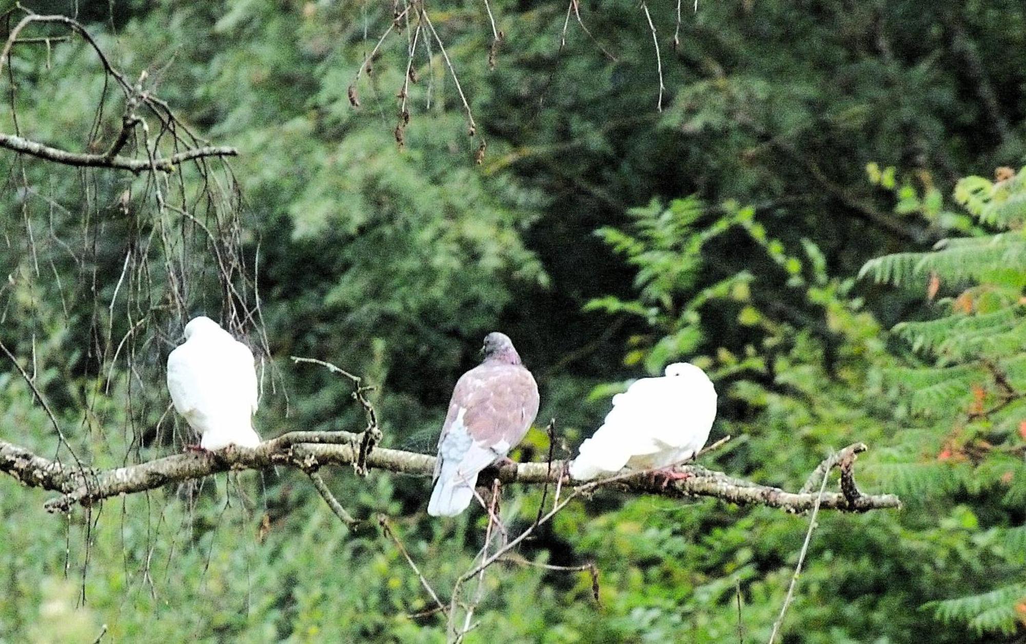 Clan Boucheron Louroux-Bourbonnais Esterno foto